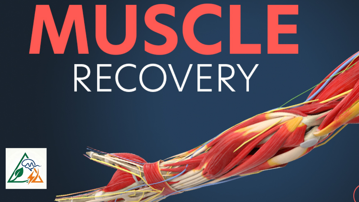 Muscle Recovery After Workout