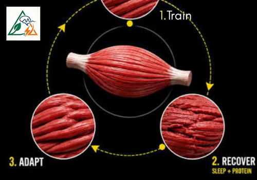 Muscle Recovery Cycle